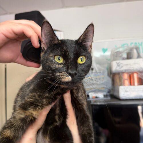 Enlarge Tiger Lily, a ADOPTABLE Tortoiseshell in Columbia, SC image 1/3