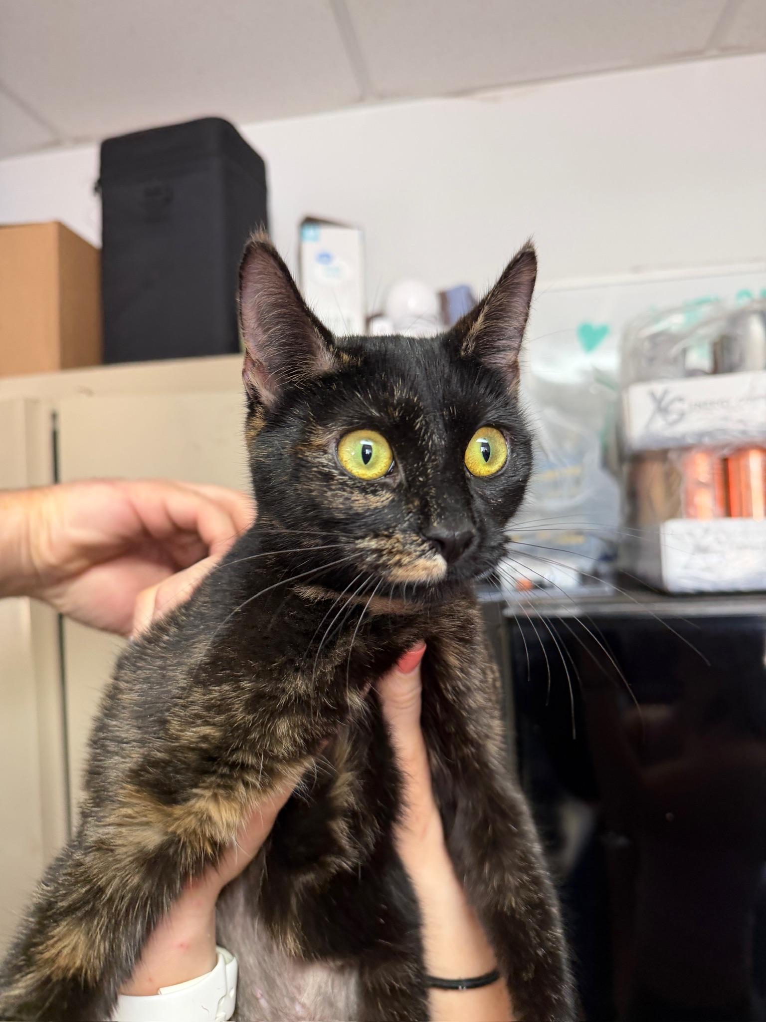 Enlarge Tiger Lily, a ADOPTABLE Tortoiseshell in Columbia, SC image 3/3