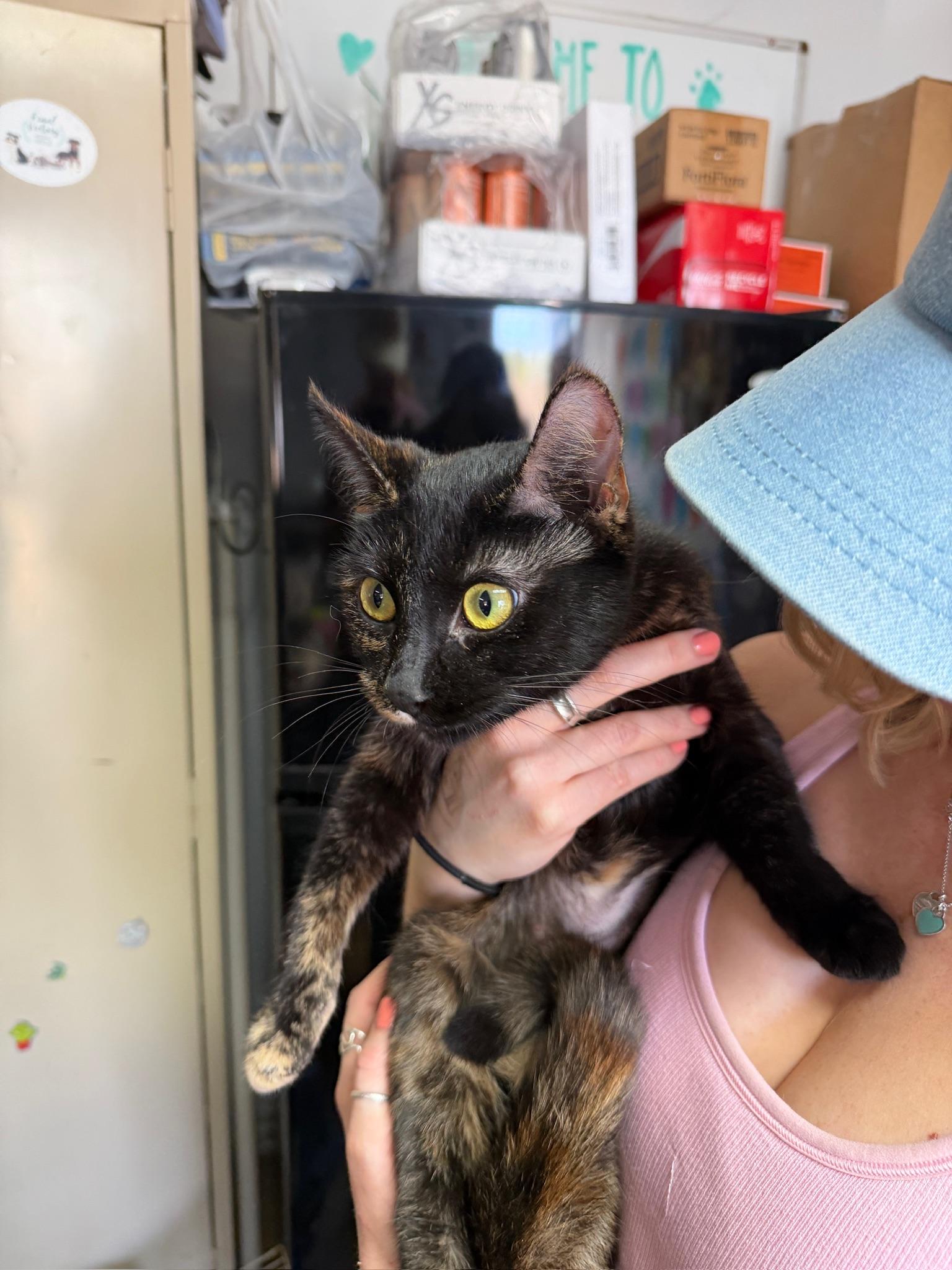 Enlarge Tiger Lily, a ADOPTABLE Tortoiseshell in Columbia, SC image 2/3