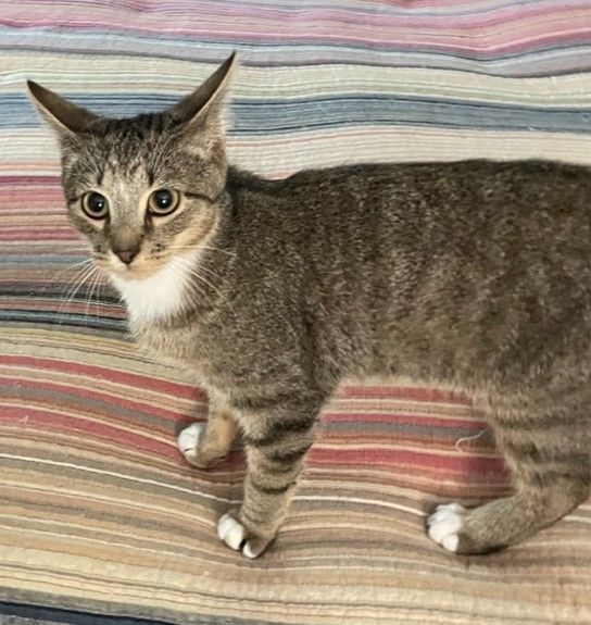 SUPER SKY, a Adoptable mixed breed in Spotsylvania, VA image 1/4