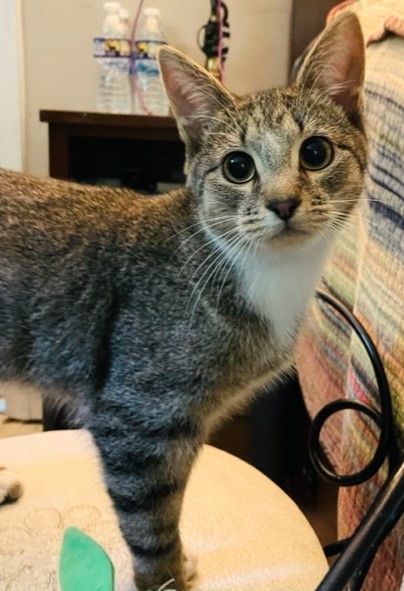 SUPER SKY, a Adoptable mixed breed in Spotsylvania, VA image 2/4