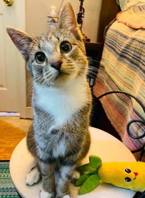 SUPER SKY, a Adoptable mixed breed in Spotsylvania, VA image 3/4