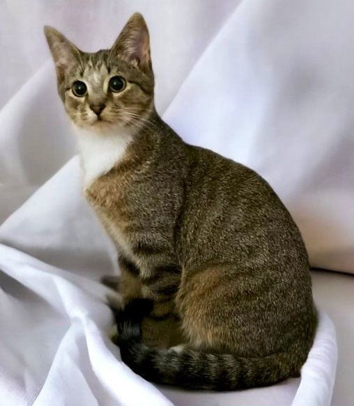 SUPER SKY, a Adoptable mixed breed in Spotsylvania, VA image 4/4