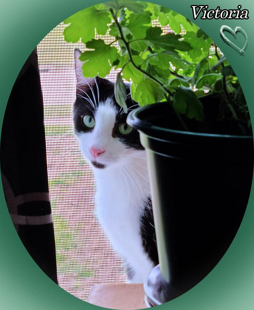 Enlarge Victoria, a Adoptable Domestic Short Hair in Cedar Rapids, IA image 1/3