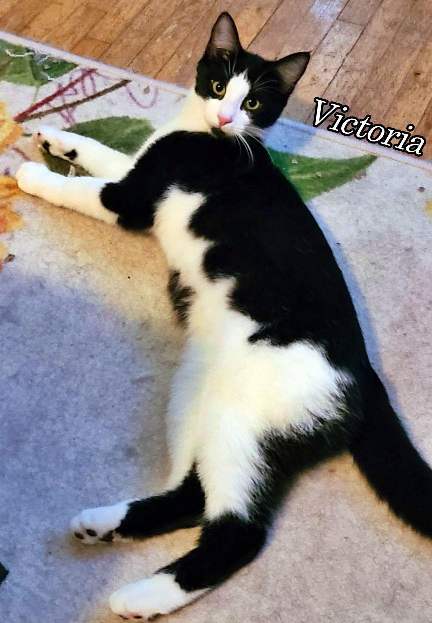 Enlarge Victoria, a Adoptable Domestic Short Hair in Cedar Rapids, IA image 2/3