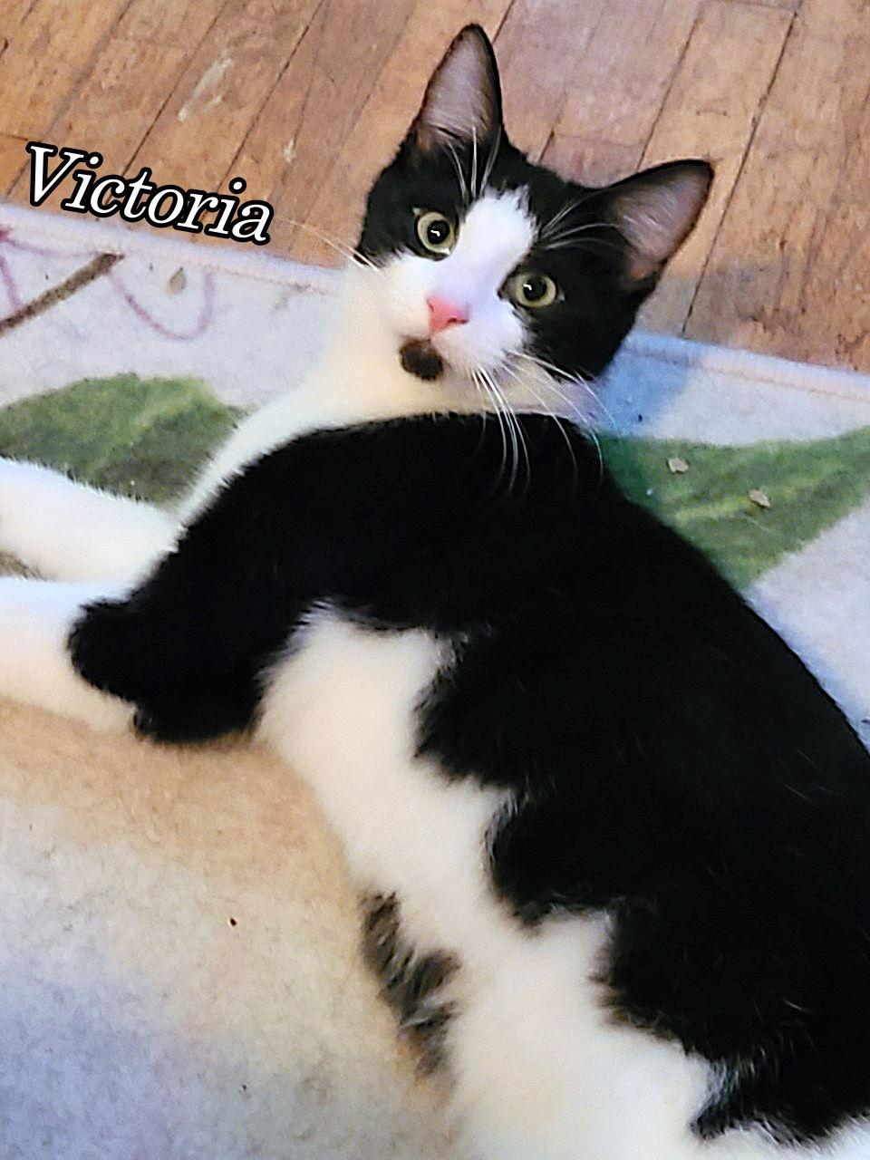 Enlarge Victoria, a Adoptable Domestic Short Hair in Cedar Rapids, IA image 3/3