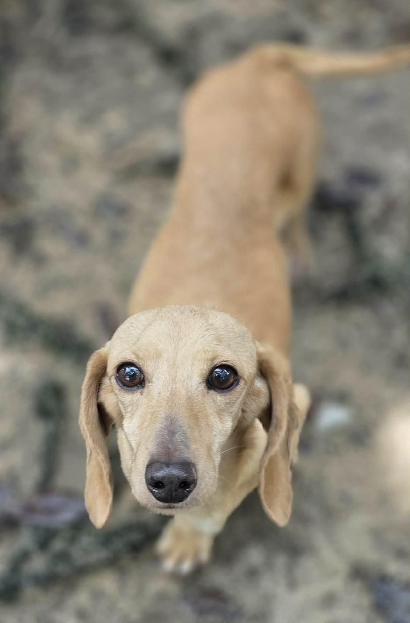 Viola, an adopted Dachshund in Milton, FL image 3/3