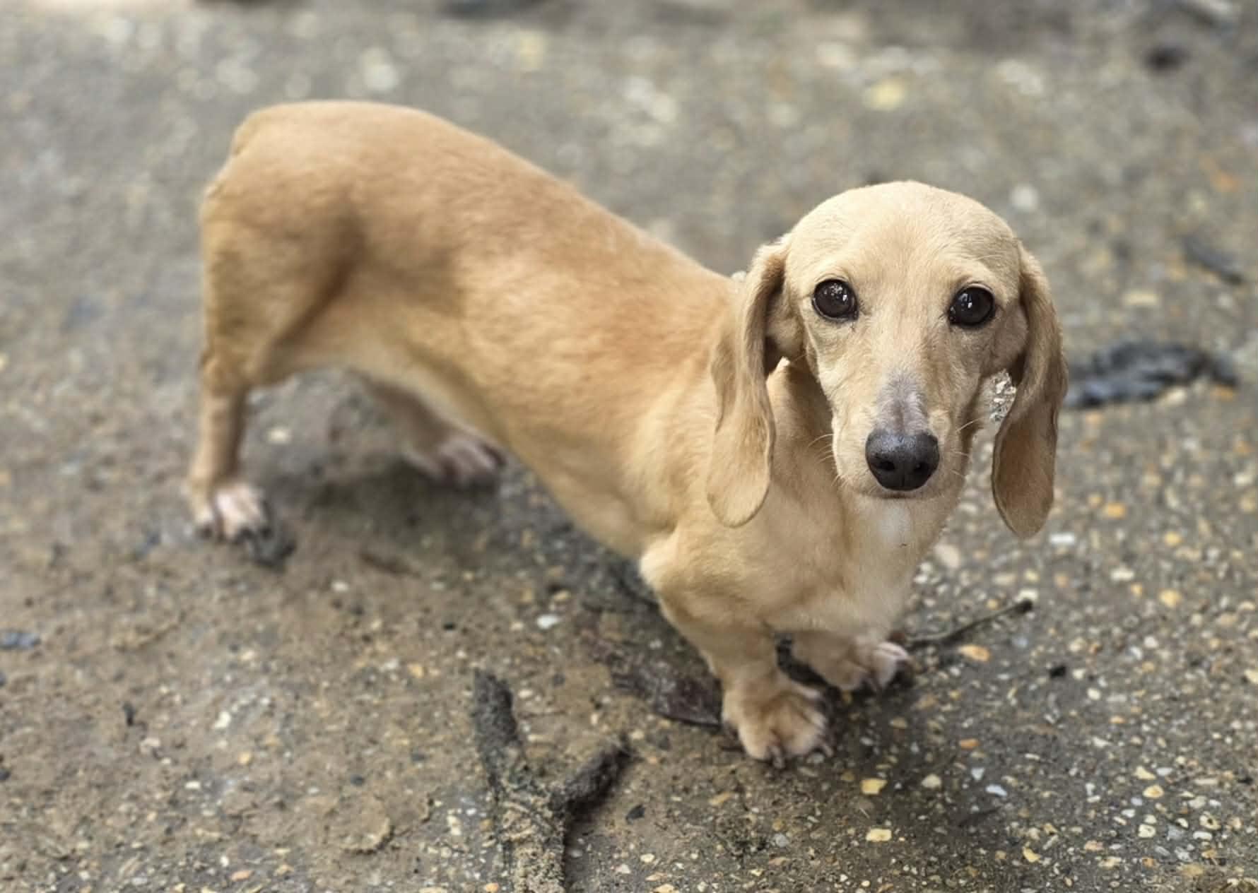 Viola, an adopted Dachshund in Milton, FL image 2/3