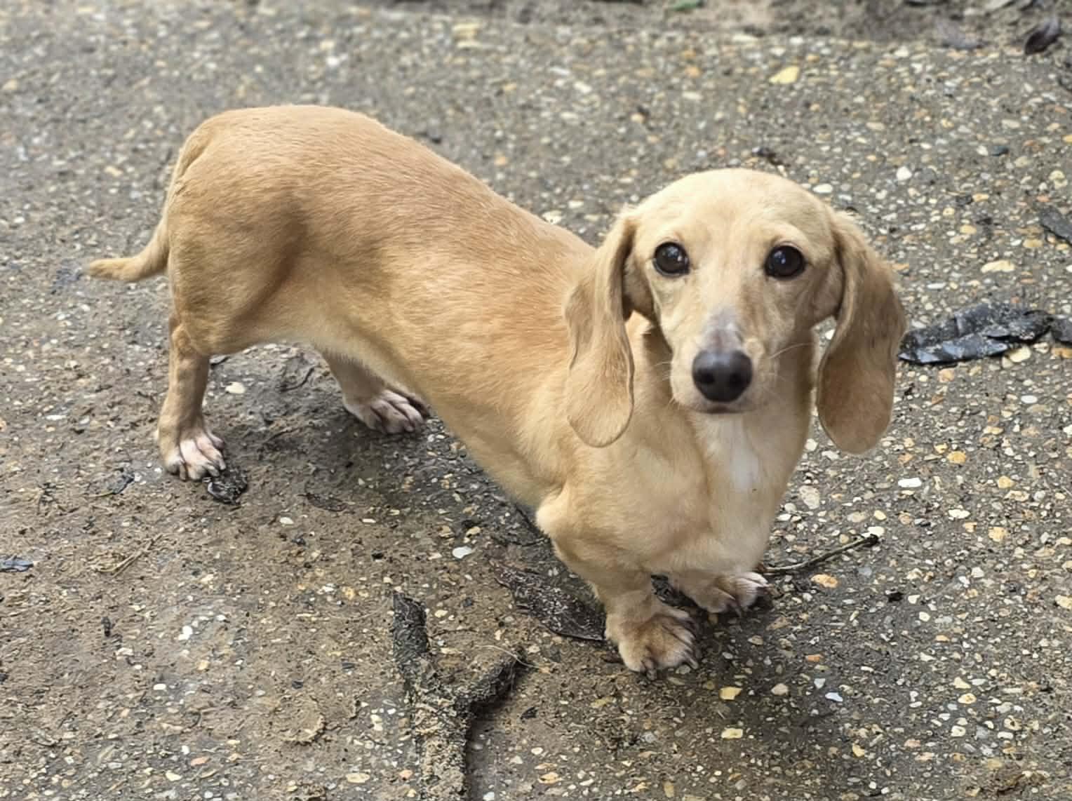 Viola, adopted, Adult Female Dachshund.