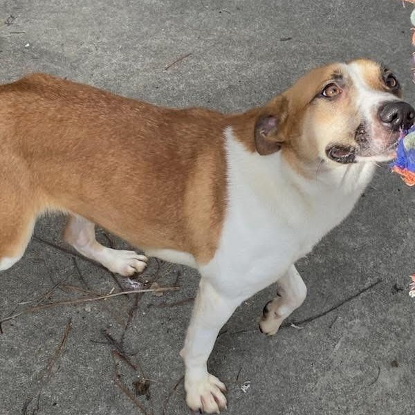 Lala, a ADOPTABLE mixed breed in Lumberton, NC image 1/2