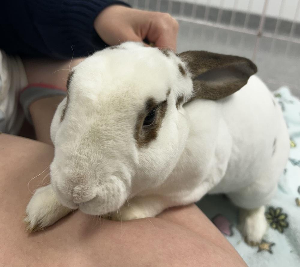 Roku, Adoptable, Adult Male Mini Rex.