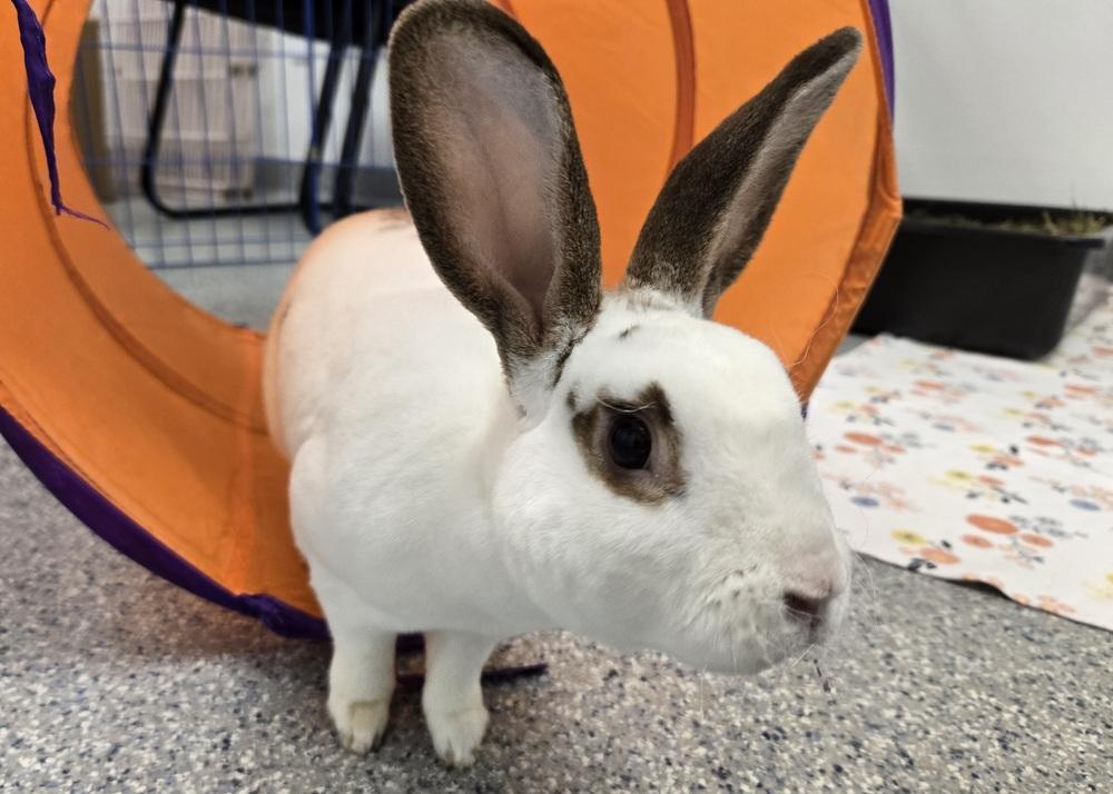 Enlarge Roku, a Adoptable Mini Rex in Westford, MA image 2/6
