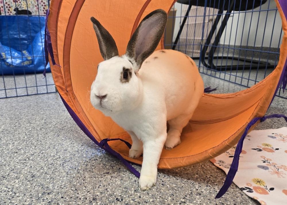 Enlarge Roku, a Adoptable Mini Rex in Westford, MA image 3/6