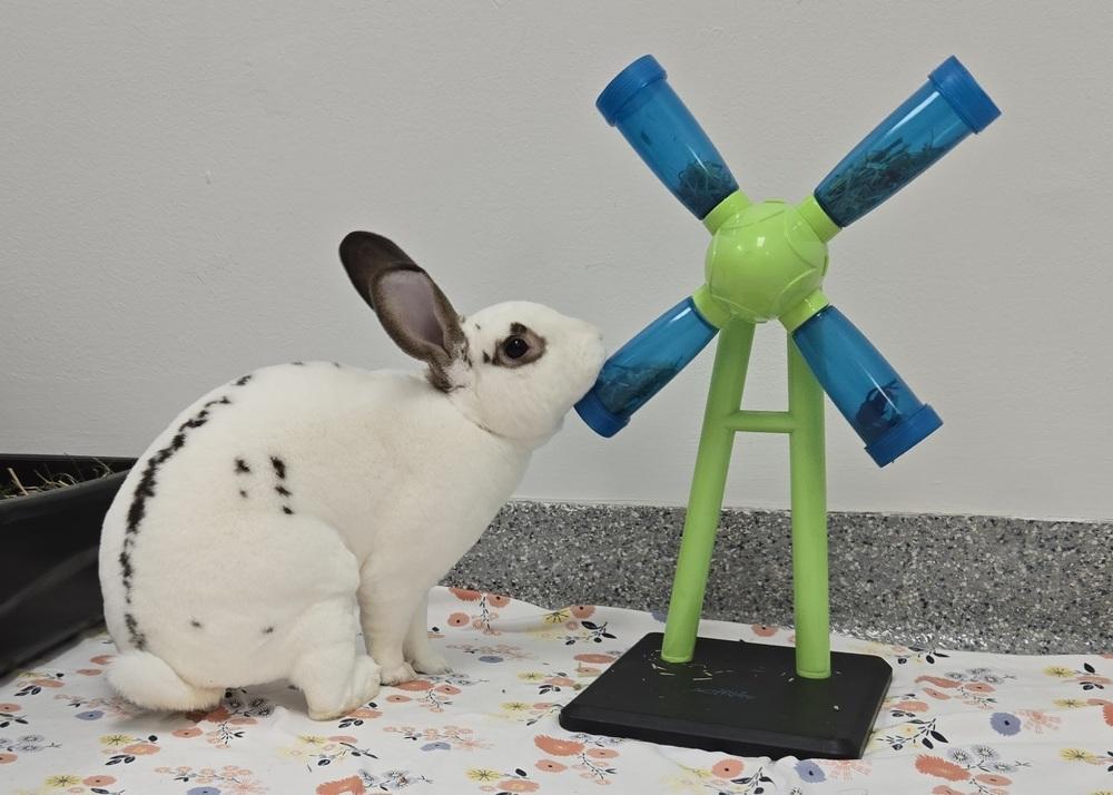 Enlarge Roku, a Adoptable Mini Rex in Westford, MA image 4/6