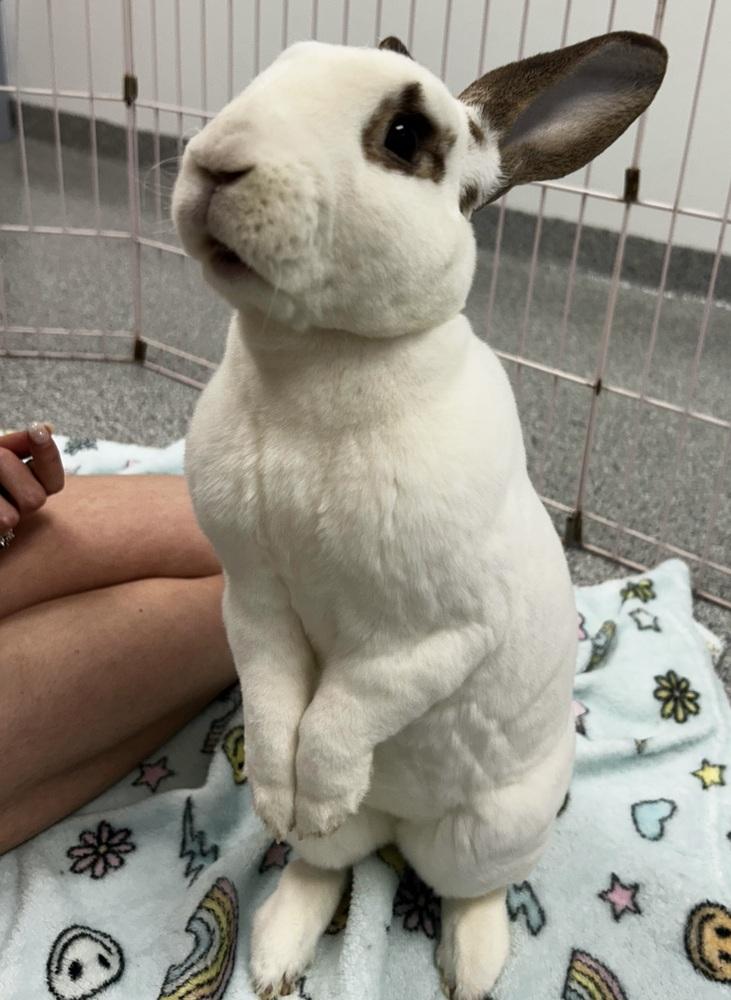 Enlarge Roku, a Adoptable Mini Rex in Westford, MA image 5/6