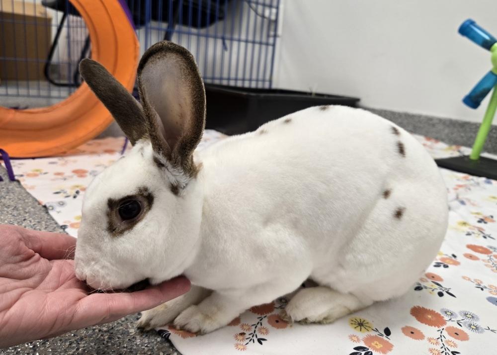 Enlarge Roku, a Adoptable Mini Rex in Westford, MA image 6/6