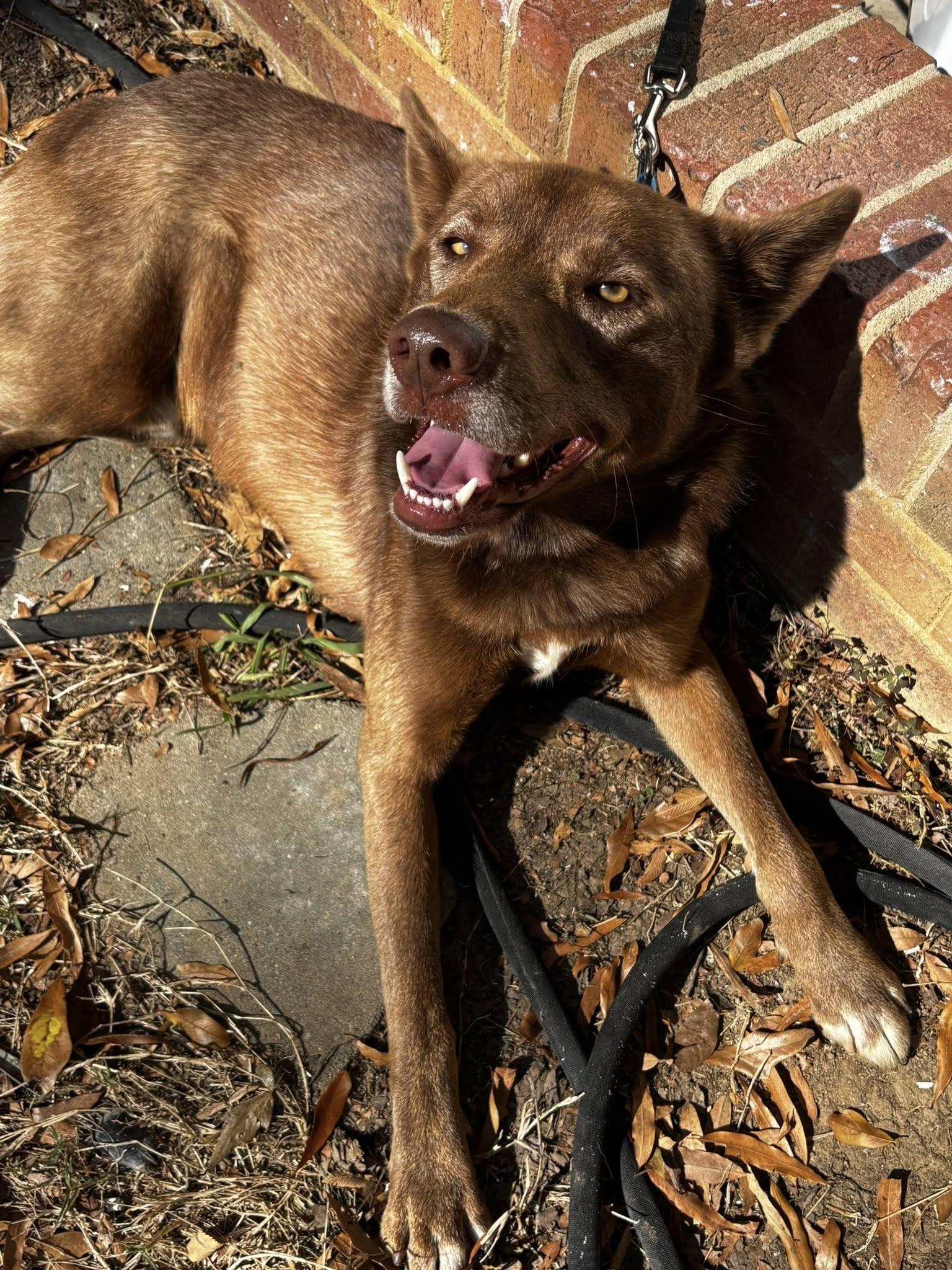 Oscar, a Adoptable mixed breed in Matthews, NC image 3/3