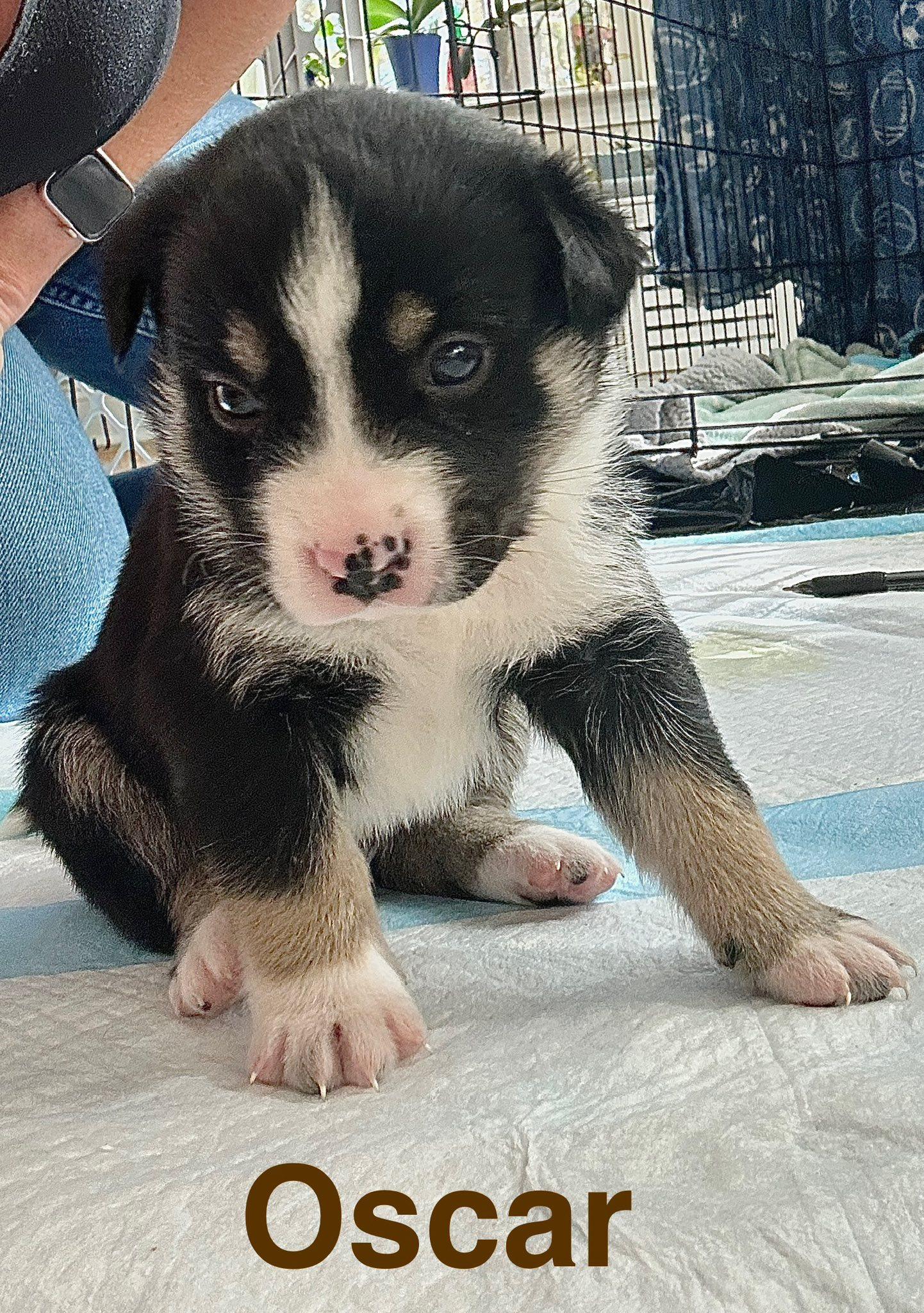 Oscar, Adoptable, Puppy Male Cocker Spaniel & German Shepherd Dog.