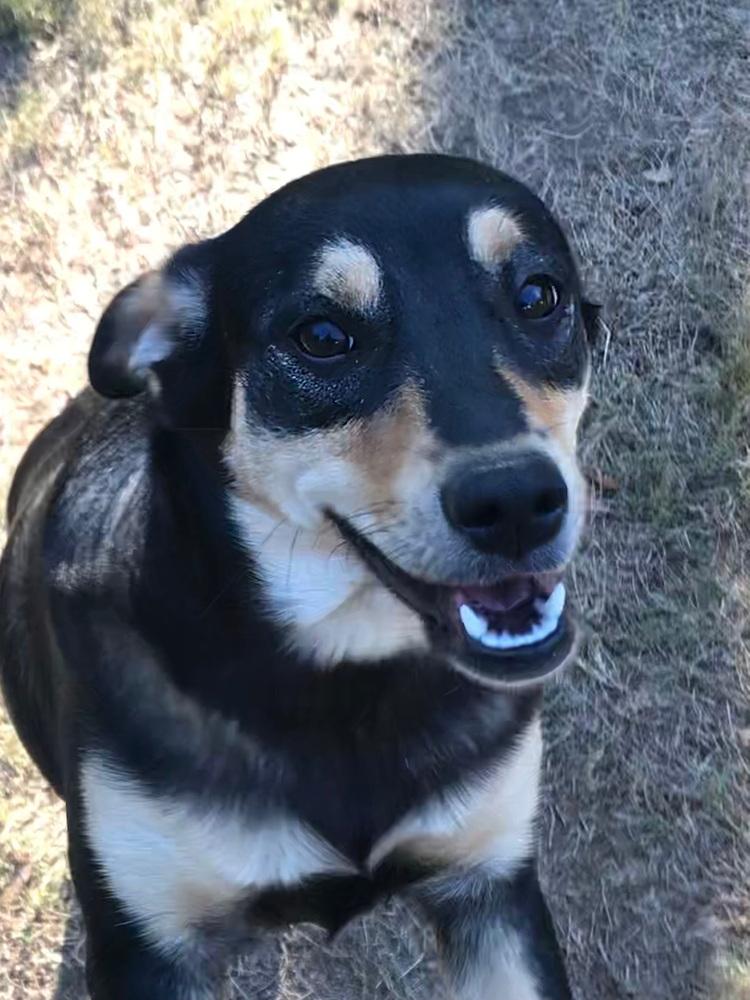 Nadia (Olympic crew), Adoptable, Puppy Female Black and Tan Coonhound & Labrador Retriever.