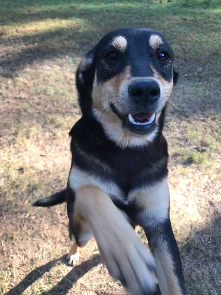 Enlarge Nadia (Olympic crew), a Adoptable mixed breed in Gillsville, GA image 2/6