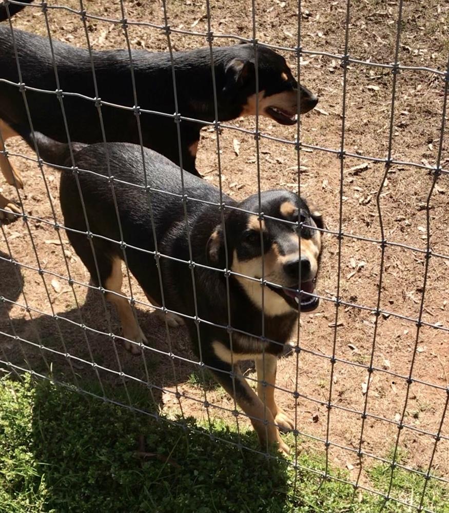 Enlarge Nadia (Olympic crew), a Adoptable mixed breed in Gillsville, GA image 3/6