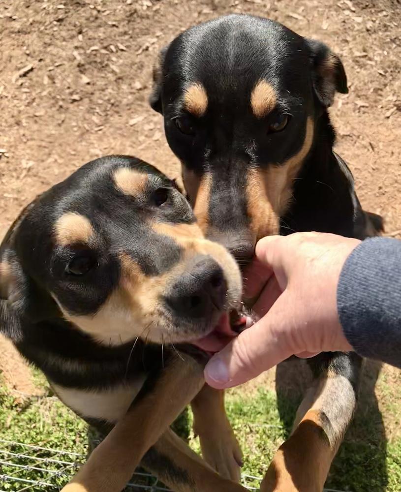 Enlarge Nadia (Olympic crew), a Adoptable mixed breed in Gillsville, GA image 4/6