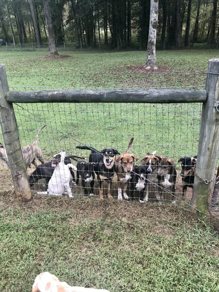 Enlarge Nadia (Olympic crew), a Adoptable mixed breed in Gillsville, GA image 5/6