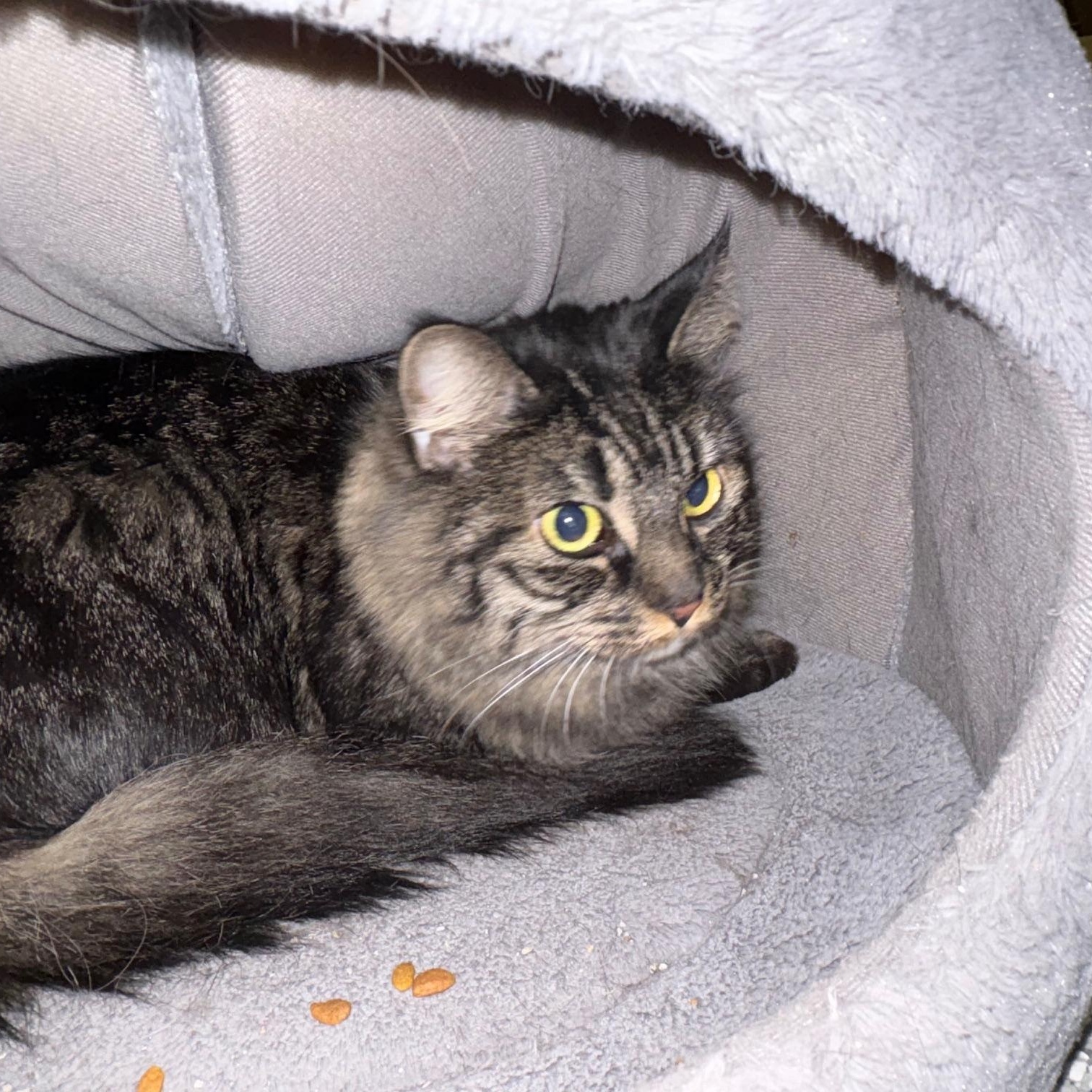 Enlarge Kelly Girl, a Adoptable Domestic Long Hair in Carson City, NV image 1/1