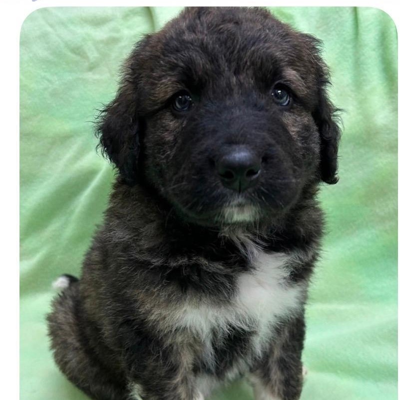 Koda, ADOPTABLE, Puppy Male Bernese Mountain Dog & Anatolian Shepherd.