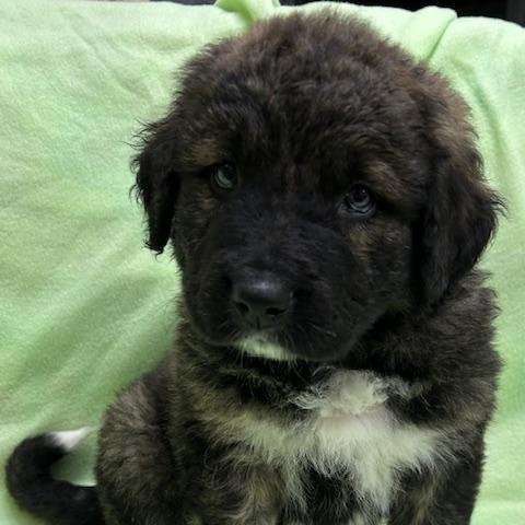 Koda, a ADOPTABLE mixed breed in Bartonsville, PA image 2/5