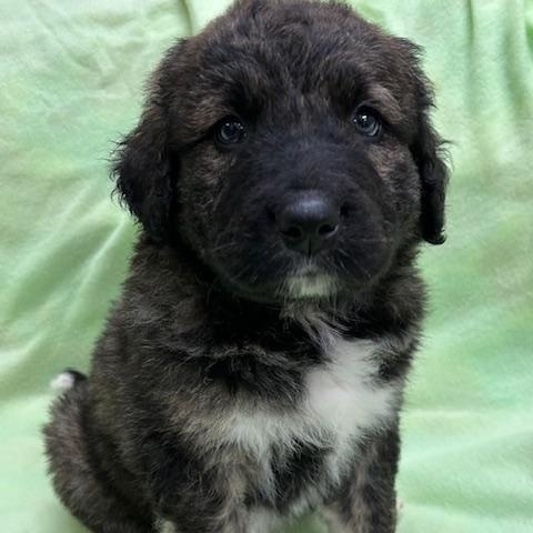 Koda, a ADOPTABLE mixed breed in Bartonsville, PA image 4/5