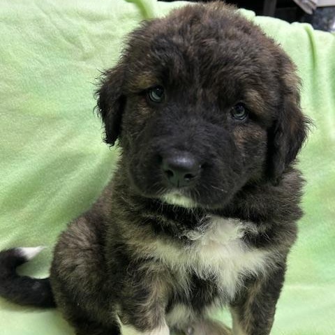 Koda, a ADOPTABLE mixed breed in Bartonsville, PA image 3/5