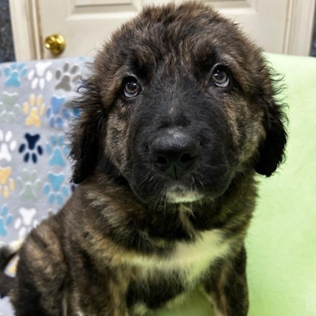 Koda, a ADOPTABLE mixed breed in Bartonsville, PA image 5/5