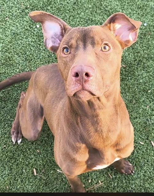 REPUBLIC, Adoptable, Adult Male Mixed Breed.