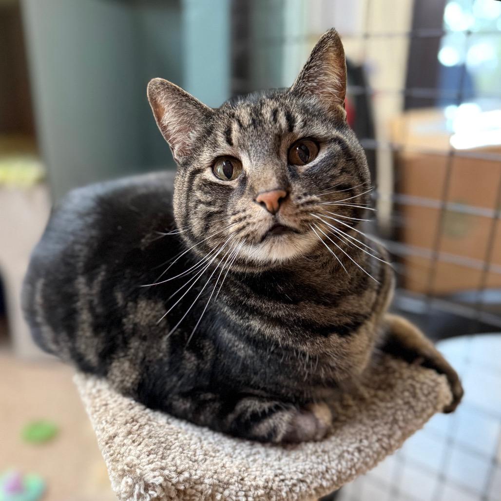 Toby, Adoptable, Senior Male Domestic Short Hair.