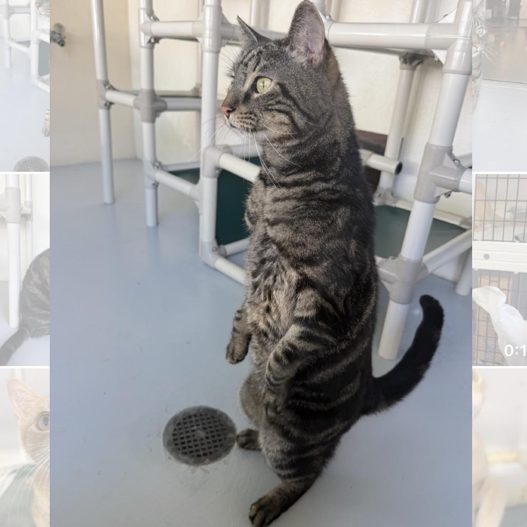 Toby, Adoptable, Senior Male Domestic Short Hair.