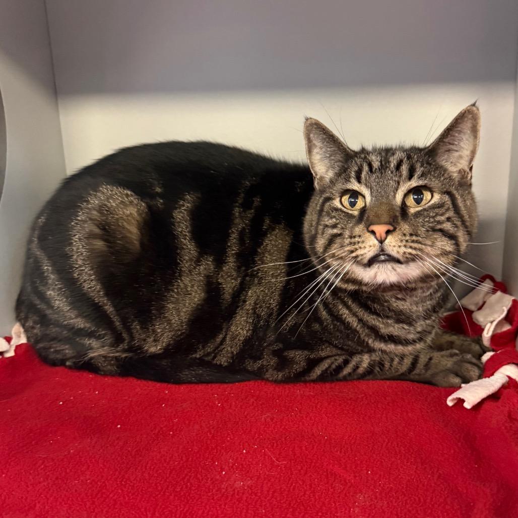 Enlarge Toby, a Adoptable Domestic Short Hair in Sarasota, FL image 2/6