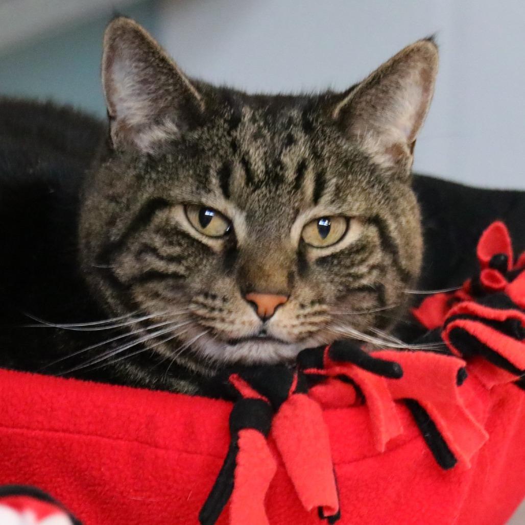 Enlarge Toby, a Adoptable Domestic Short Hair in Sarasota, FL image 3/6
