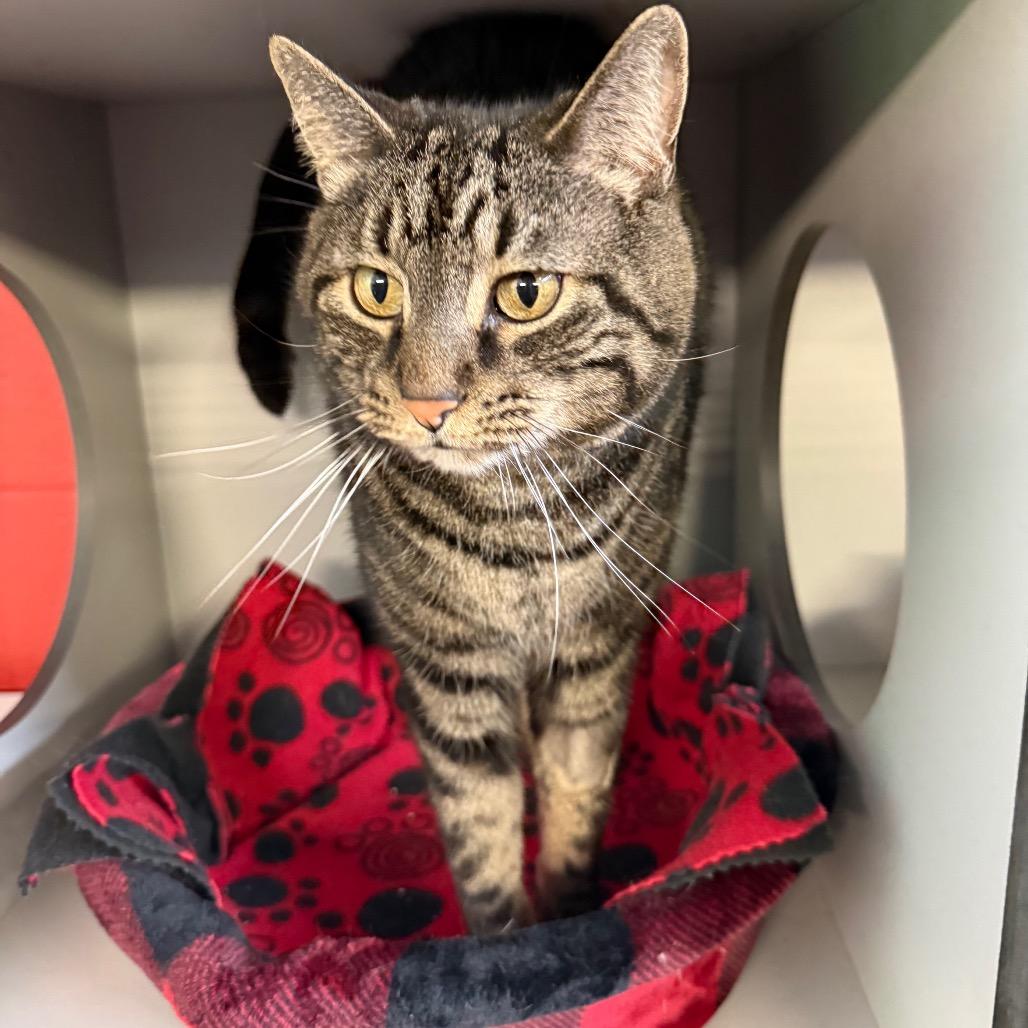 Enlarge Toby, a Adoptable Domestic Short Hair in Sarasota, FL image 4/6