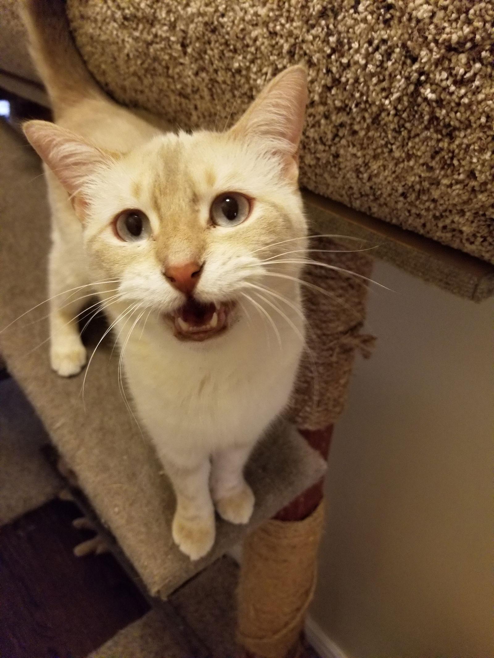 Josie is your pussy cat!, Adoptable, Young Female Calico & Tabby.