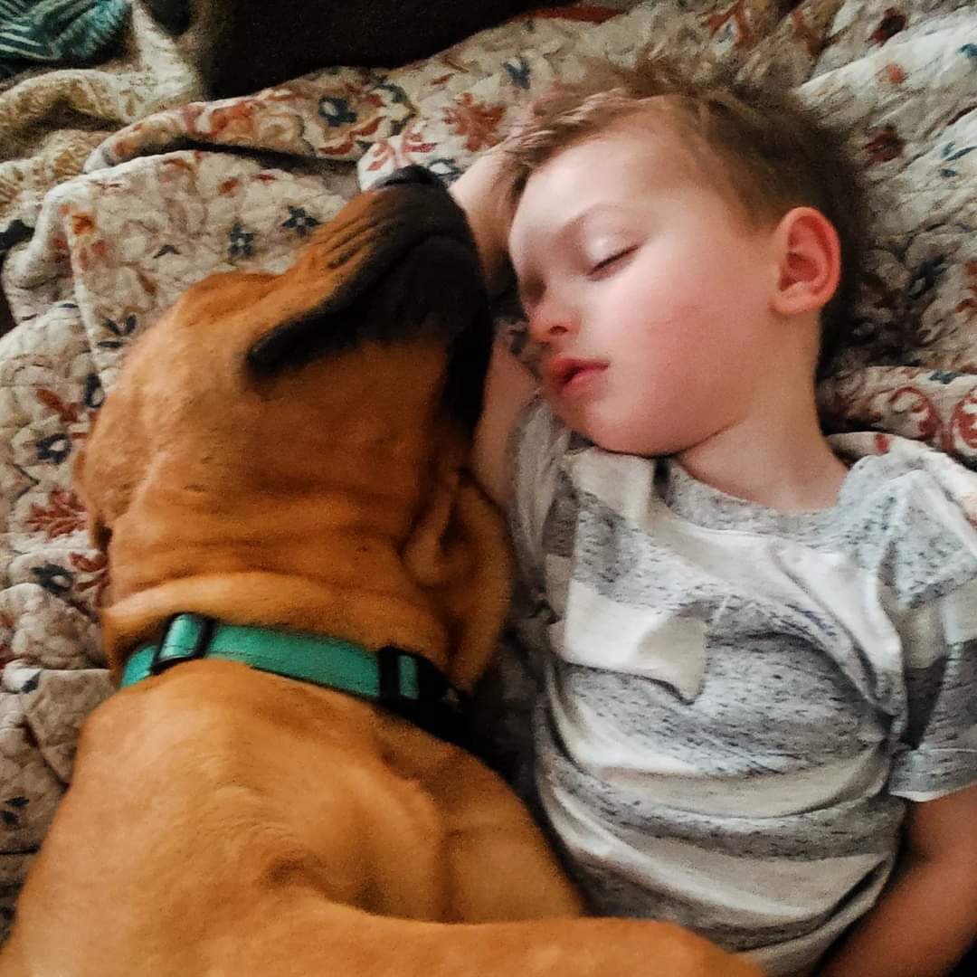 Enlarge Kolsch, a Adoptable Labrador Retriever in Clive, IA image 4/6