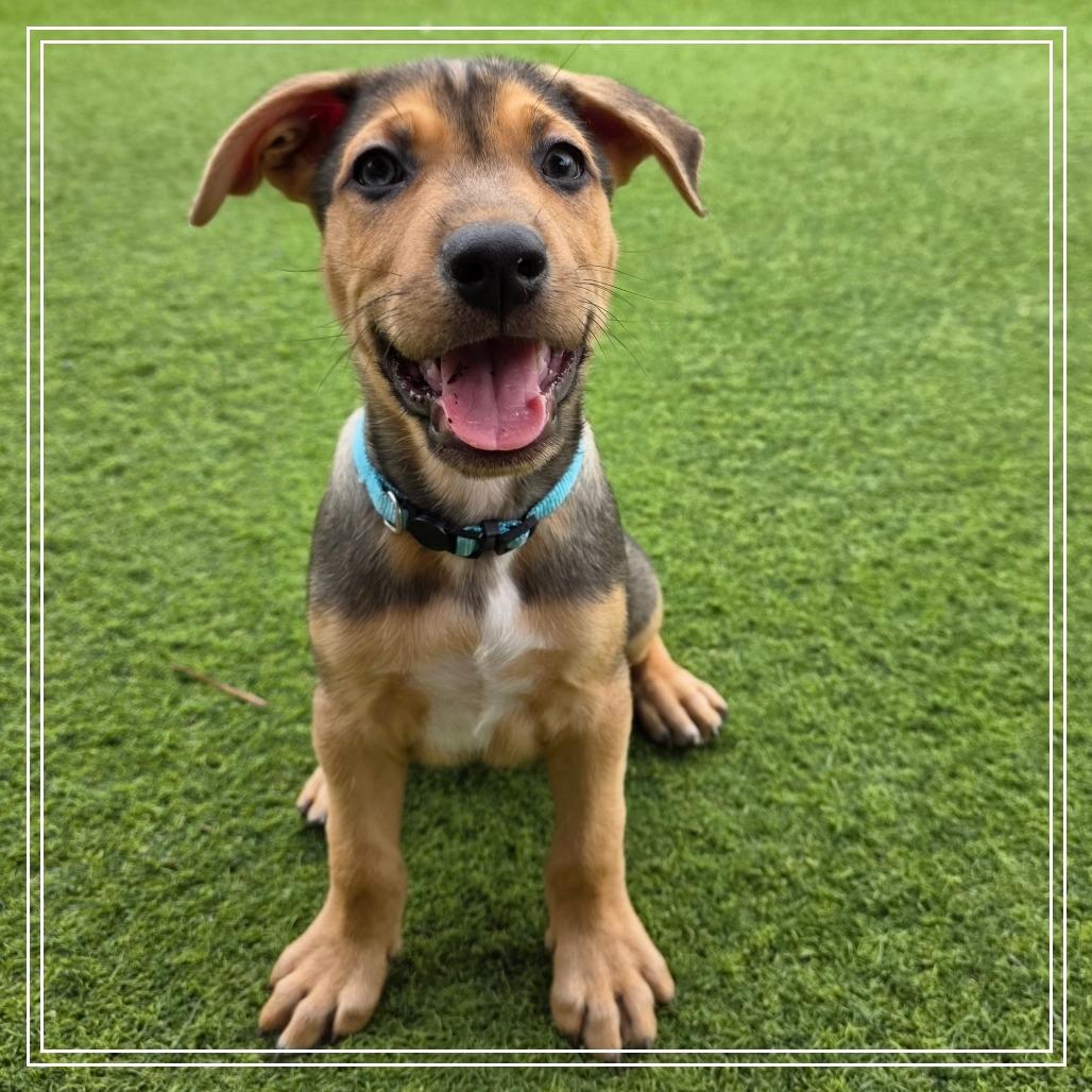Coquito, Adoptable, Puppy Male Shepherd & Mixed Breed.