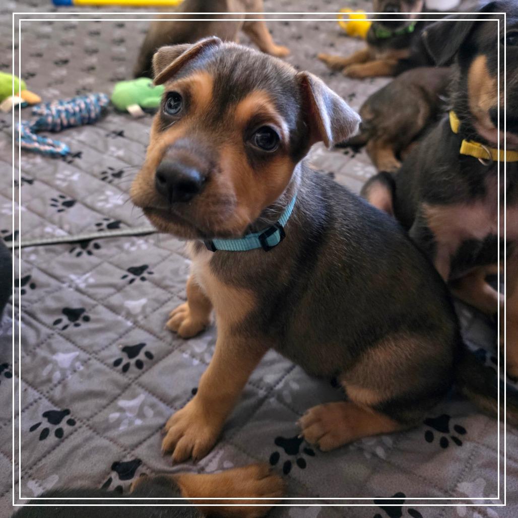 Enlarge Coquito, a Adoptable mixed breed in Chandler, AZ image 3/4