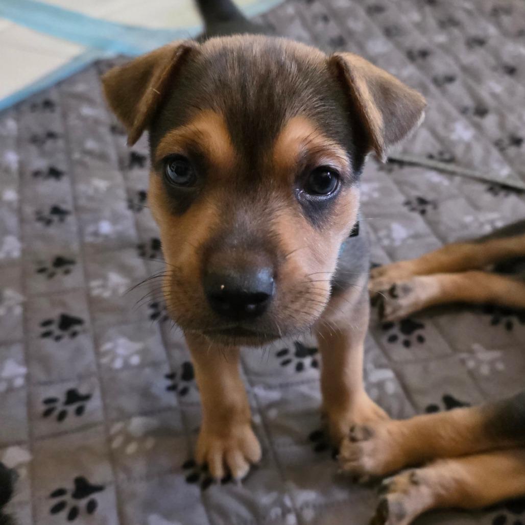 Enlarge Coquito, a Adoptable mixed breed in Chandler, AZ image 4/4