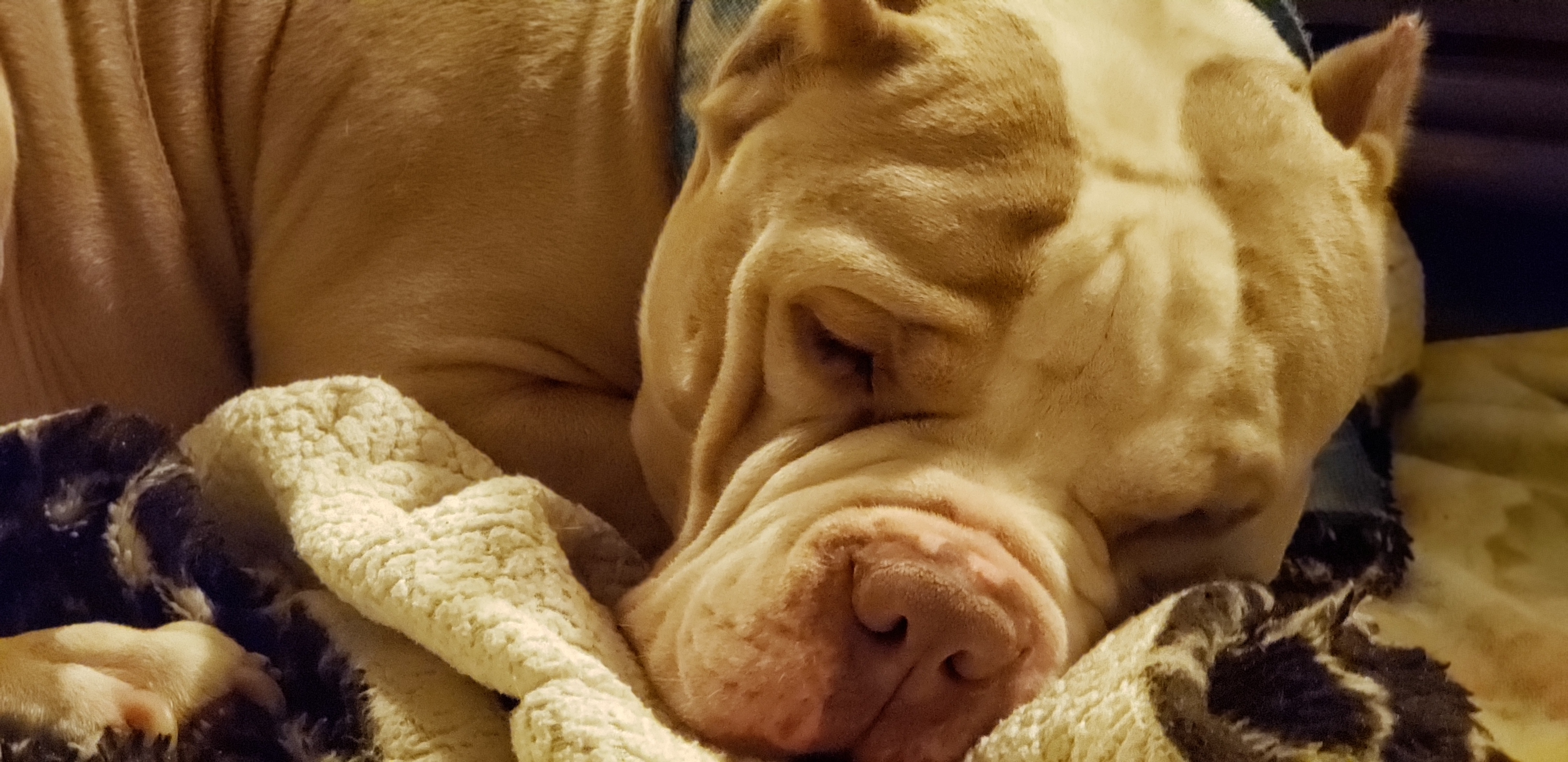 Boaris #AmericanBully lowrider loves smallies photo 3