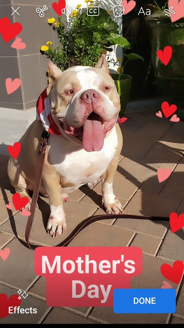 Boaris #AmericanBully lowrider loves smallies photo 2