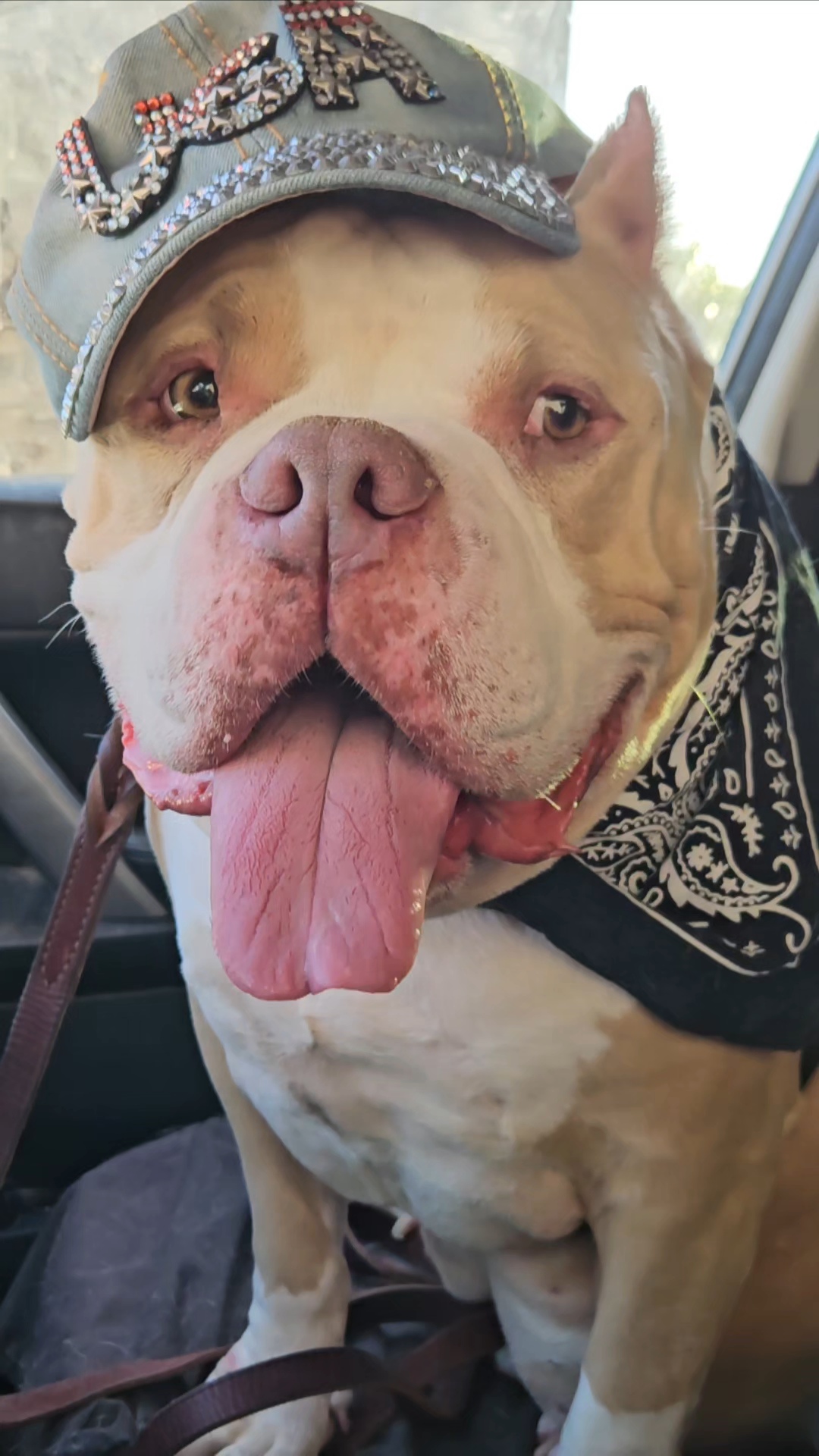 Boaris #AmericanBully lowrider loves smallies photo 1