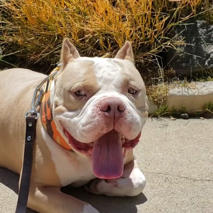 Boaris #AmericanBully lowrider loves smallies photo 4