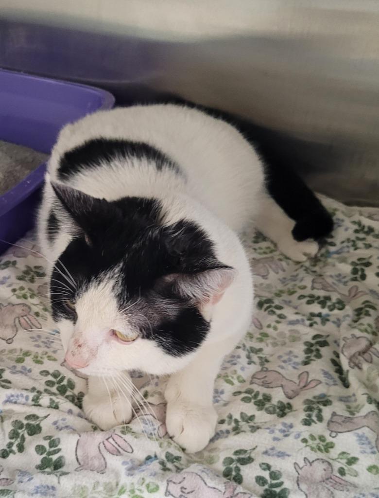 Locket, Adoptable, Young Male Domestic Medium Hair.