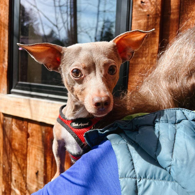 Enlarge Lady, a ADOPTABLE mixed breed in Jackson, WY image 3/4